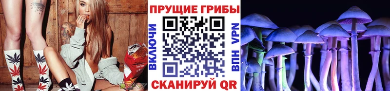 цены   Городище  Псилоцибиновые грибы Psilocybine cubensis 